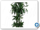 Dracena janet craig carrousel (8pp) h.170