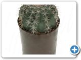 Echinocactus bahiensis