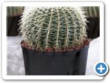 Echinocactus grusonii h.40