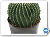 Echinocactus subinermis