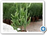 Euphorbia lactea Branched (90-120)