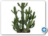 Euphorbia mayurantani (95-120)