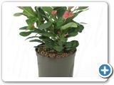 Euphorbia milli red