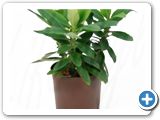 Euphorbia pandora