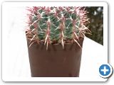 Ferocactus stainesii