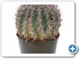 Ferocactus stainesii h.45