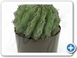 Ferocactus subinermis h.40