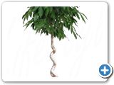 Ficus amstel king stem corkscrew