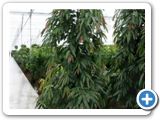 Ficus amstel king Tuft (300-325)