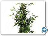 Ficus anastacia tuft h.130