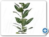 Ficus audrey 1pp (70-120)