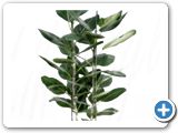 Ficus audrey 2pp (120-140)