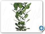 Ficus audrey 3pp