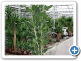 Ficus audrey 5pp (210-240)