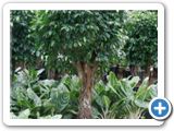 Ficus benjamina columnar stem h.170