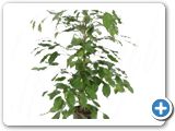 Ficus benjamina h.80