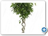 Ficus benjamina spiral double h.135