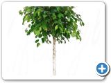 Ficus Benjamina Stem