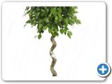 Ficus benjamina Stem corkscrew (120-130)
