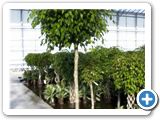 Ficus benjamina stem h.250