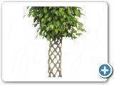 Ficus benjamina Stem hedge