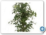 Ficus benjamina tuft