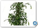 Ficus benjamina tuft h.150