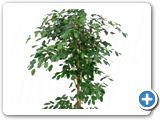 Ficus benjamina tuft h.180