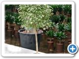 Ficus bushy prince lacia stem h.125