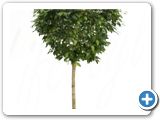 Ficus bushy prince Stem (125-150)