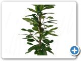Ficus cyathistipula 2pp