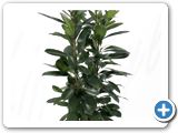 Ficus cyathistipula 4pp