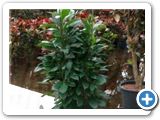 Ficus cyathistipula 6pp