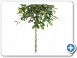 Ficus cyathistipula Stem