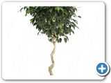 Ficus danielle Stem corkscrew