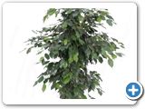 Ficus danielle tuft