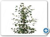 Ficus deltoidea 1pp (100-115)
