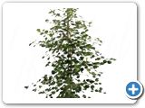 Ficus deltoidea 1pp h.150
