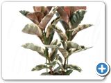 Ficus elastica belize 2pp