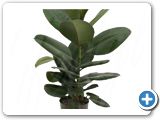 Ficus elastica robusta 1pp