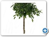 Ficus foliole Stem