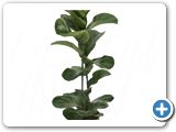 Ficus lyrata bambino 1pp