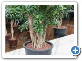 Ficus microcarpa compacta Branched boll (90-105)