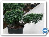 Ficus microcarpa compacta Cascade