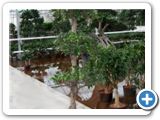 Ficus microcarpa compacta Stem-triple crown