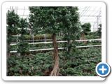 Ficus microcarpa compacta stem pyramid