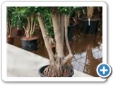 Ficus microcarpa compacta Stemm multi