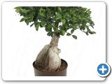 Ficus microcarpa ginseng Bonsai
