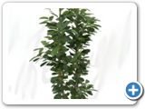 Ficus moclame 2pp