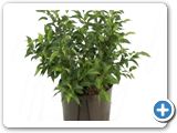 Ficus natasja Bush